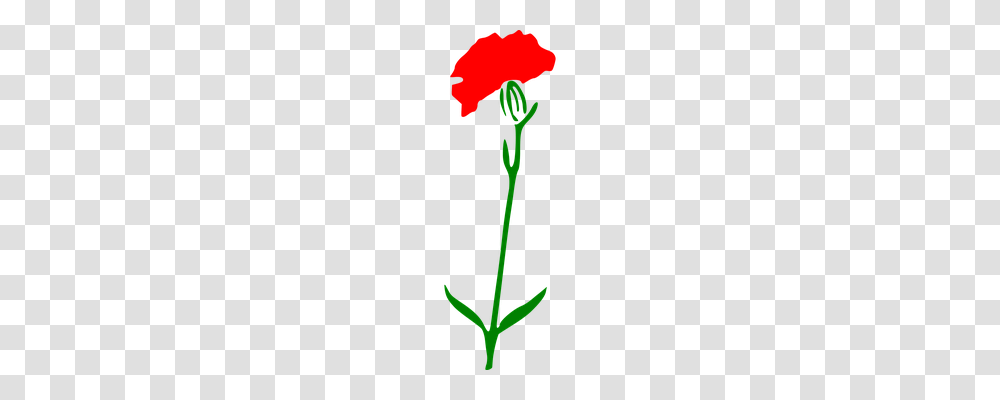 Carnation Nature, Plant, Flower, Blossom Transparent Png