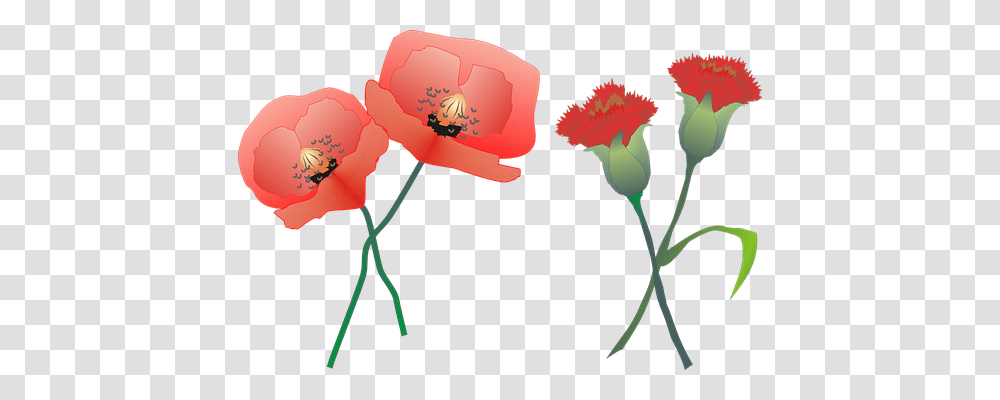 Carnation Nature, Plant, Flower, Blossom Transparent Png