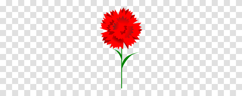 Carnation Nature, Plant, Flower, Blossom Transparent Png