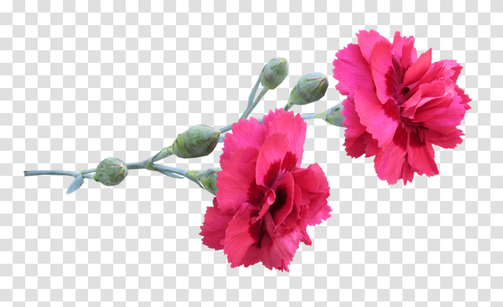 Carnation 960, Flower, Plant, Blossom Transparent Png