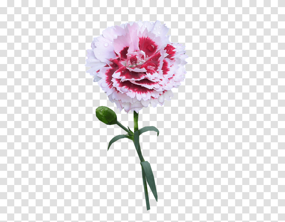 Carnation 960, Flower, Plant, Blossom Transparent Png