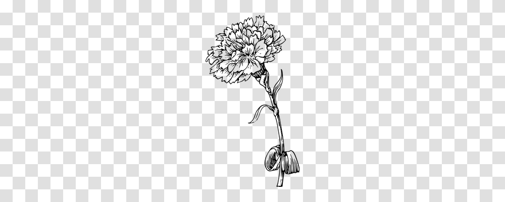 Carnation Nature, Gray, World Of Warcraft Transparent Png