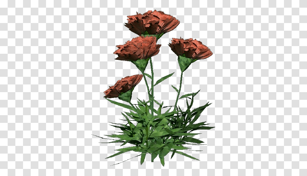 Carnation Bouquet, Plant, Flower, Acanthaceae, Petal Transparent Png