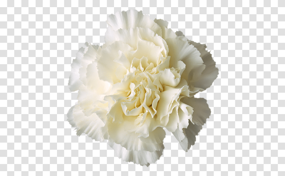 Carnation Boutonni Re White Flower Download 600581 Background White Flower, Plant, Blossom, Rose Transparent Png