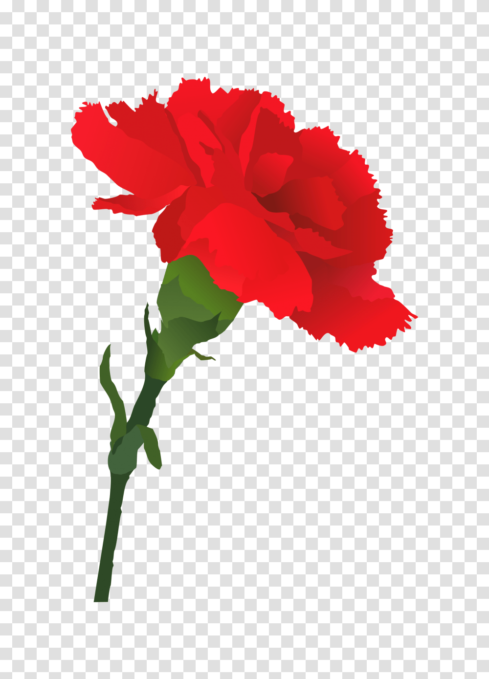 Carnation Clip Art, Plant, Flower, Blossom, Petal Transparent Png