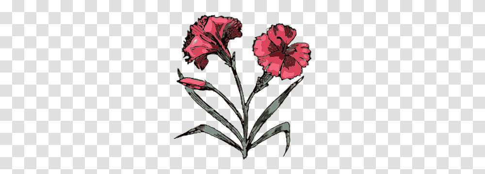 Carnation Clip Art, Plant, Flower, Blossom Transparent Png