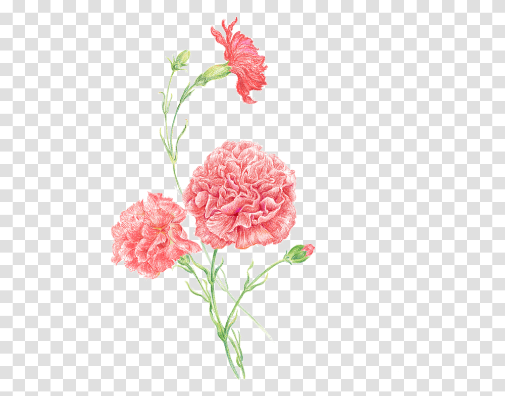 Carnation Clip Art Women Flower Pink Pink Carnations, Plant, Blossom Transparent Png