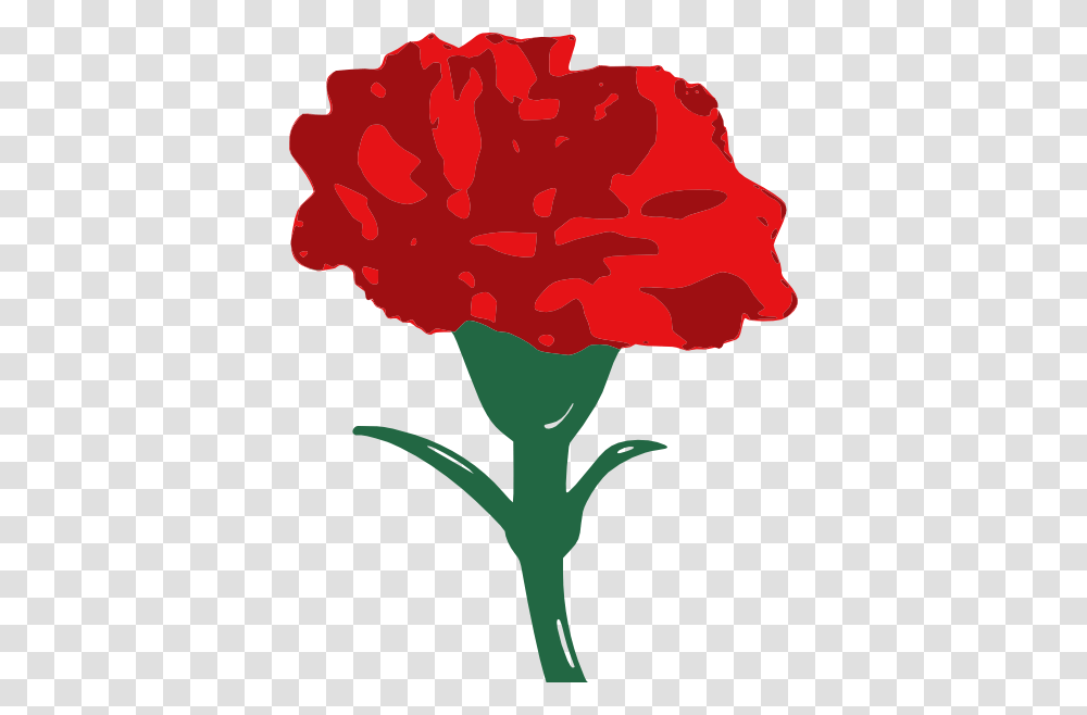 Carnation Clipart Image Group, Plant, Flower, Blossom Transparent Png