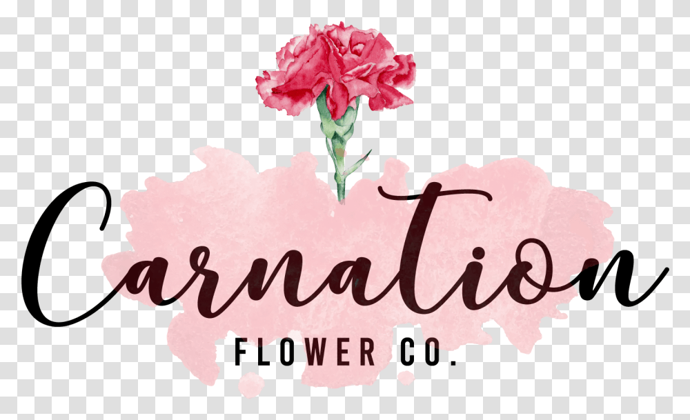 Carnation Final One Cell In The Sea, Plant, Flower, Blossom Transparent Png