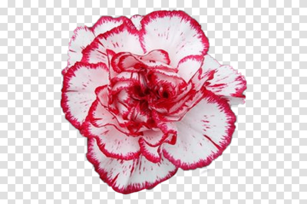 Carnation Flower Carnation, Plant, Blossom Transparent Png