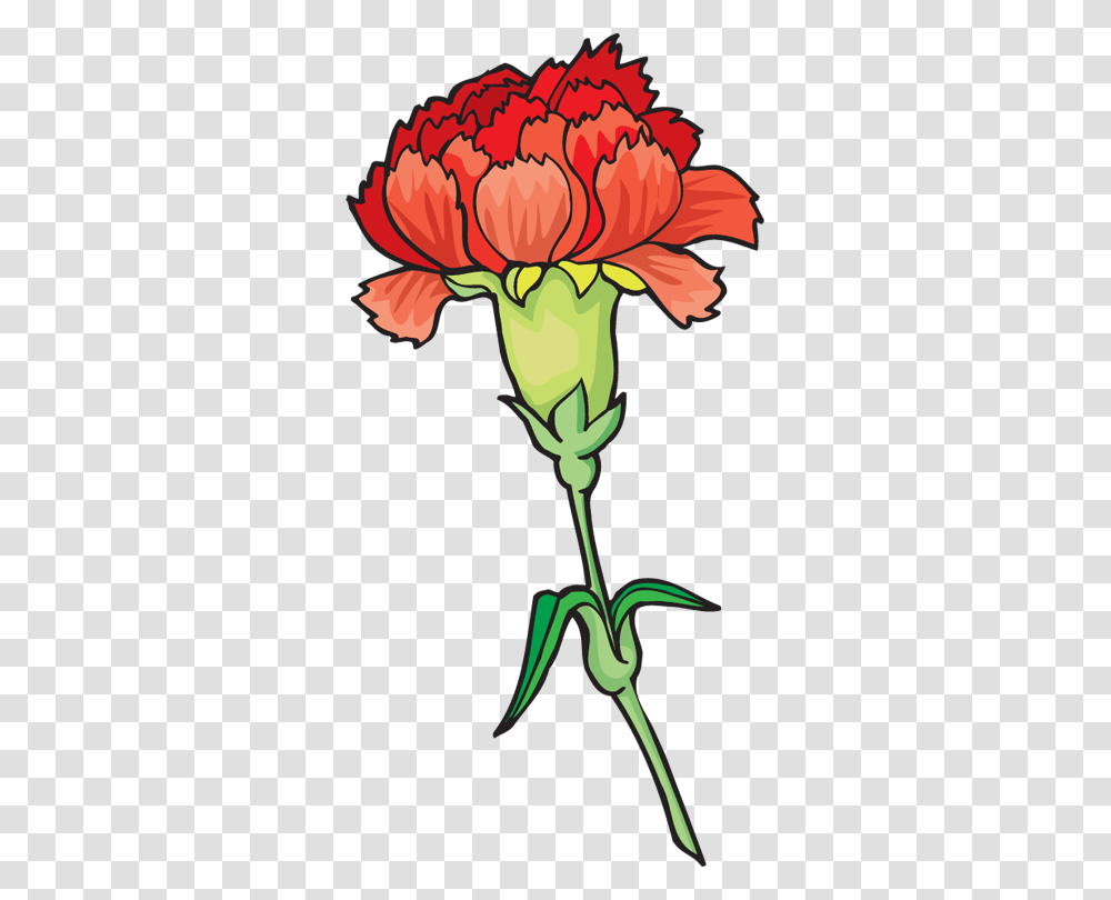 Carnation Flower Clip Art, Plant, Blossom, Rose, Petal Transparent Png