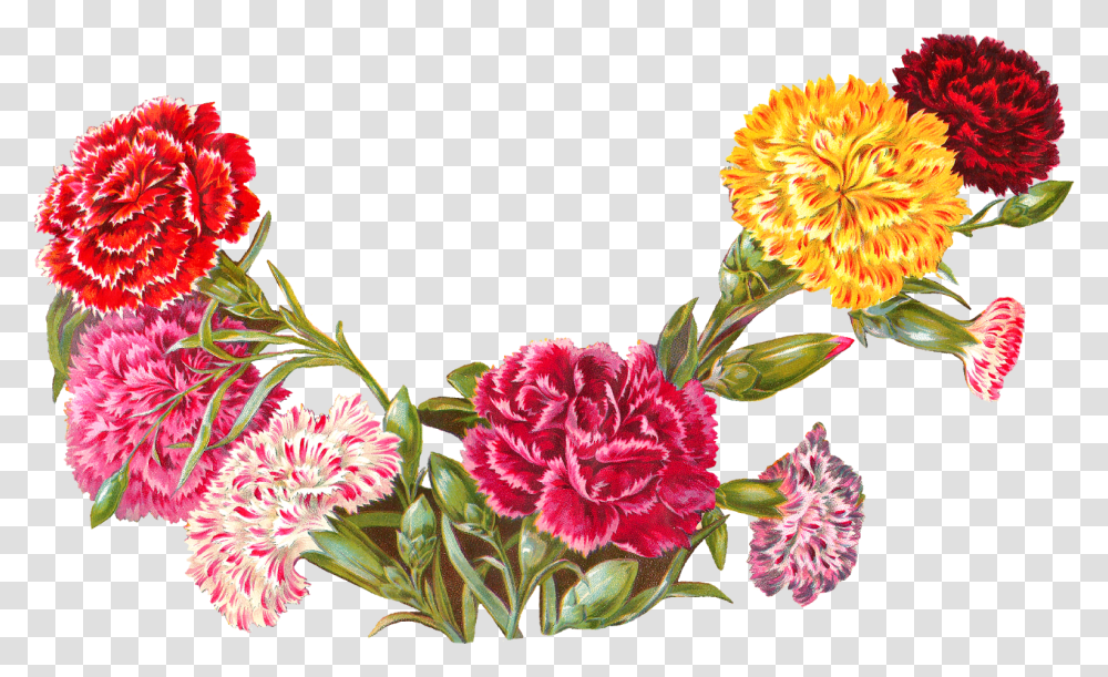 Carnation Flower Clip Freeuse Carnations Clip Art, Plant, Blossom Transparent Png
