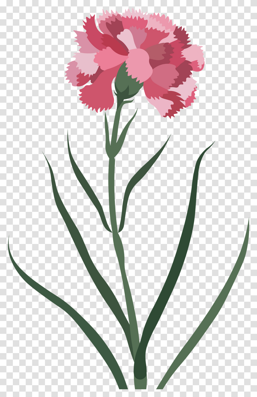 Carnation Flower Clipart Lovely, Plant, Blossom Transparent Png