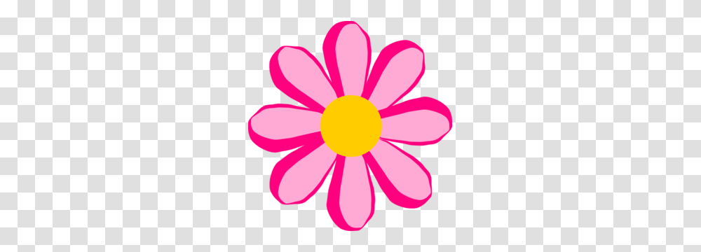 Carnation Flower Cliparts, Daisy, Plant, Daisies, Blossom Transparent Png