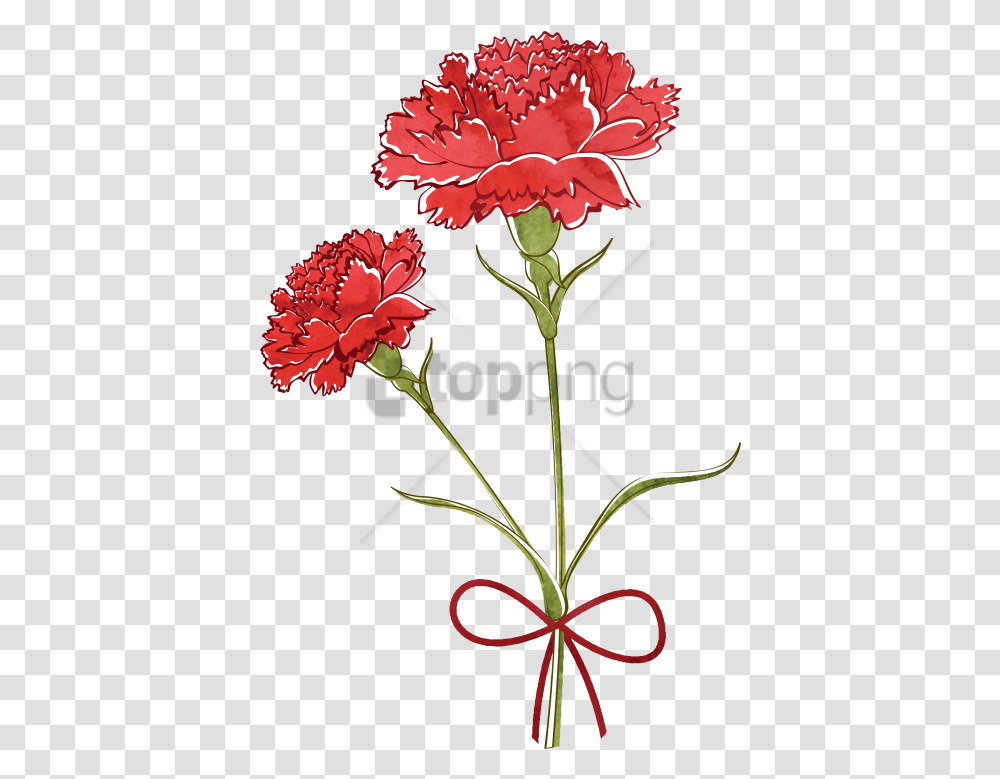 Carnation Flower Drawing Carnation Flower Drawing, Plant, Blossom Transparent Png