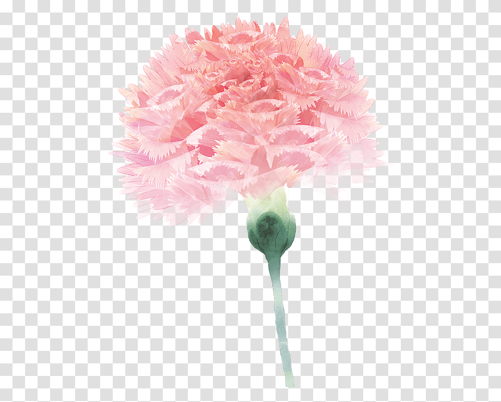 Carnation Flower Floral Design Pink For Mothers Day 571x741 Dia Das Mes Fisioterapia, Plant, Blossom Transparent Png