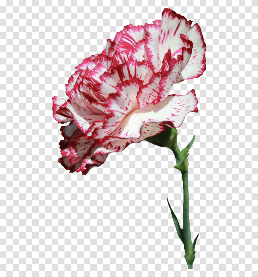 Carnation Flower Images Carnation Flower, Plant, Blossom, Bird, Animal Transparent Png