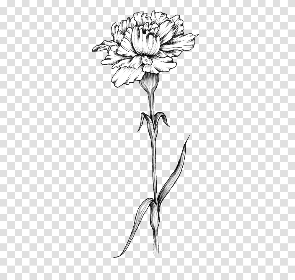 Carnation Flower Tattoo Carnation Flower Tattoo Design, Plant, Blossom, Daisy, Daisies Transparent Png