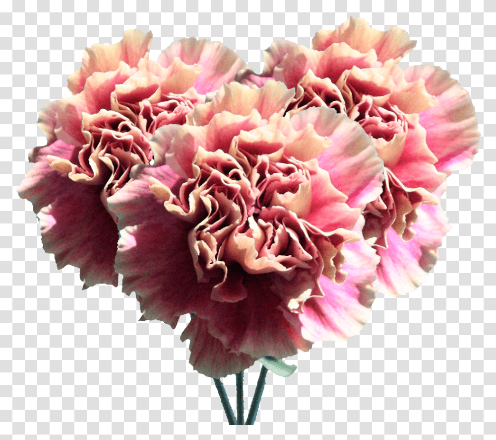 Carnation Flowers Cream Pink Carnations Bouquets Peony, Plant, Blossom, Rose Transparent Png