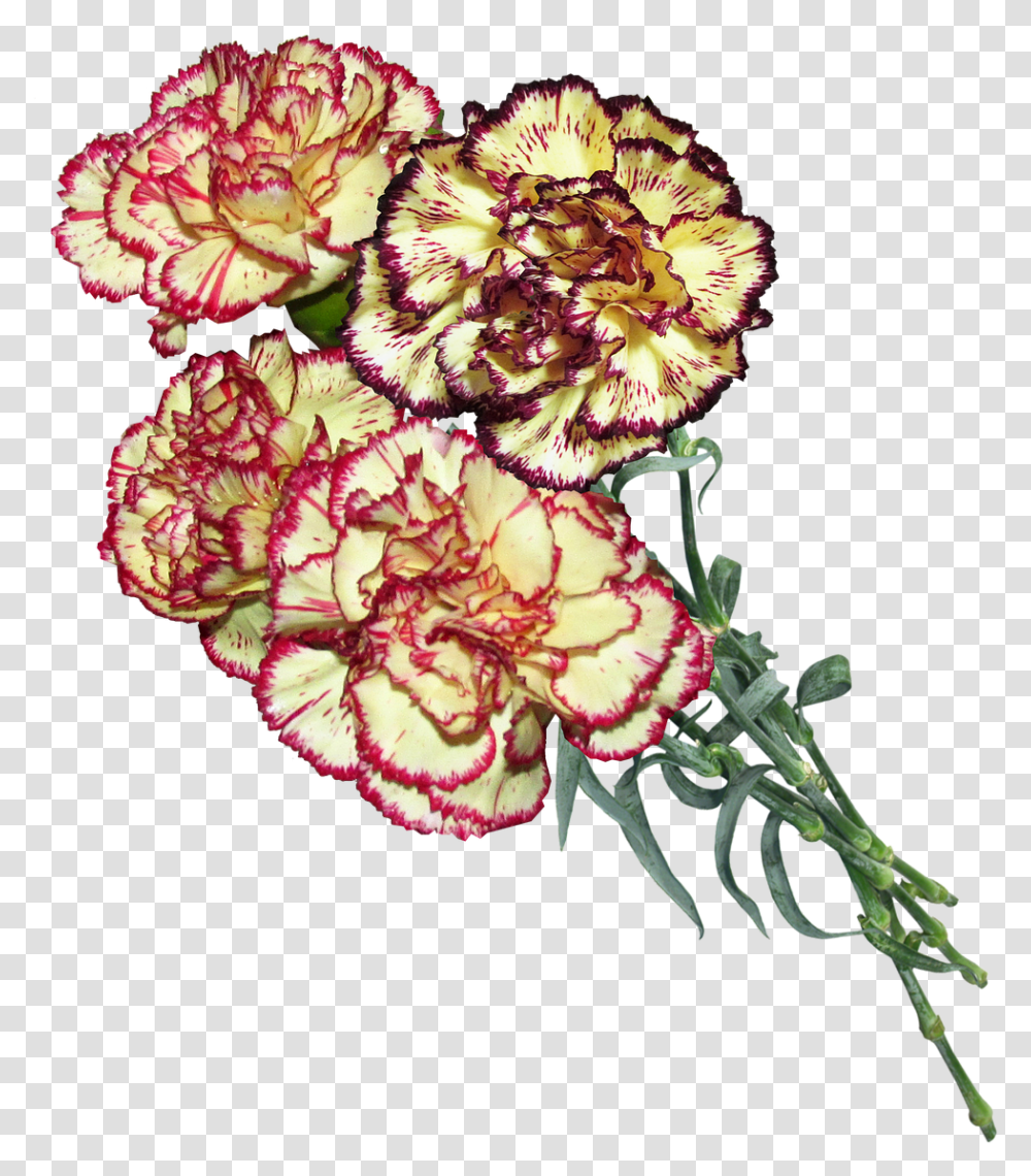 Carnation Flowers Cut Free Picture 9 Travnya Den Peremogi, Plant, Blossom, Geranium, Back Transparent Png