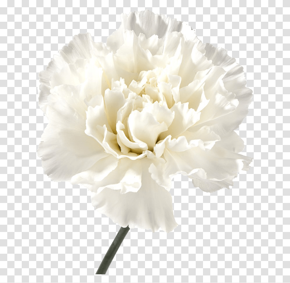 Carnation Flowers Image File White Scabiosa Cut Flower, Plant, Blossom, Rose Transparent Png