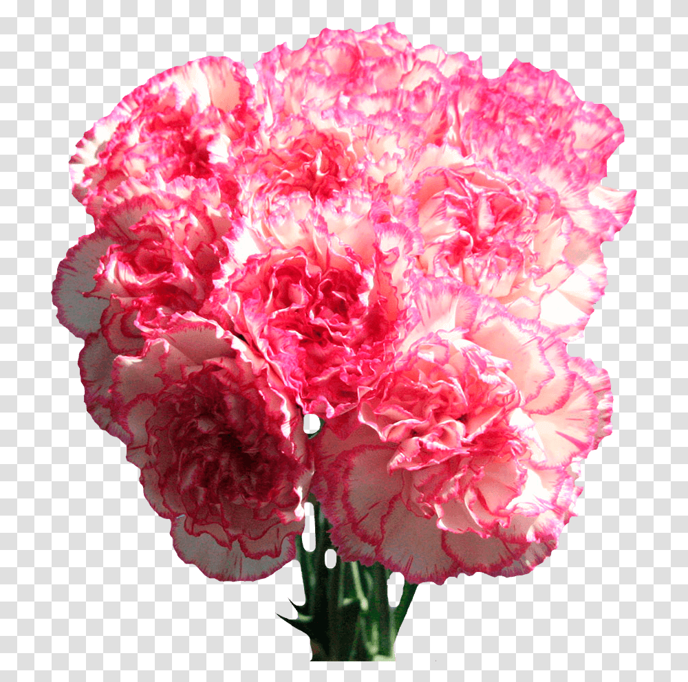 Carnation Flowers White With Pink Edges Next Day Delivery Carnation, Plant, Blossom, Rose Transparent Png