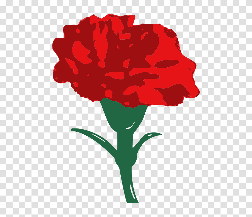 Carnation Free Download Vector, Plant, Flower, Blossom Transparent Png