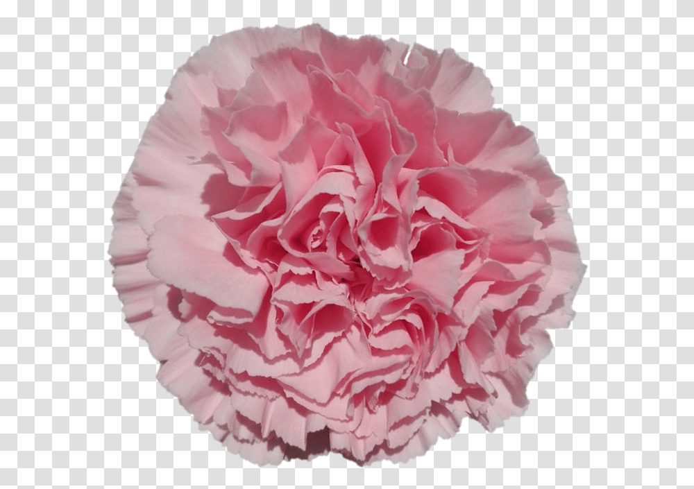 Carnation Girly, Plant, Flower, Blossom, Rose Transparent Png