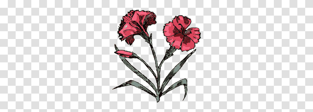 Carnation Illustration With Color Clip Arts For Web, Plant, Flower, Blossom, Hibiscus Transparent Png