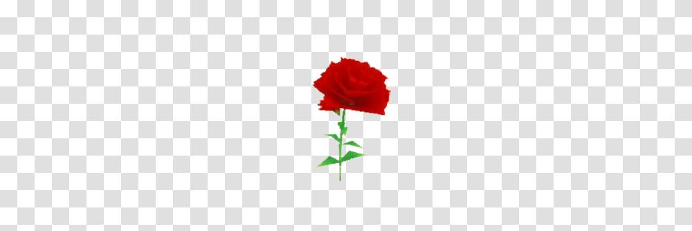 Carnation Image, Plant, Flower, Blossom, Rose Transparent Png