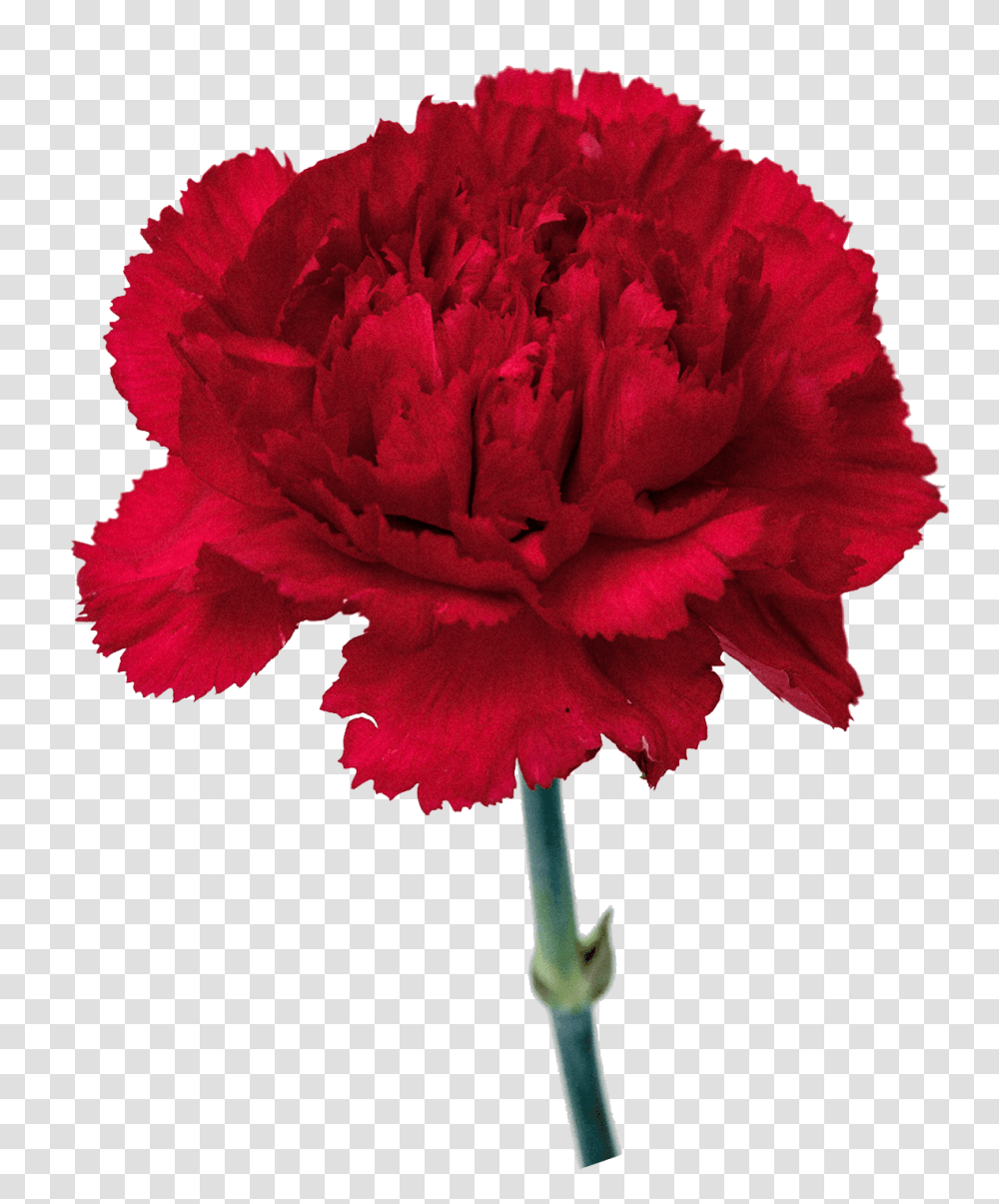 Carnation Images, Plant, Flower, Blossom, Rose Transparent Png