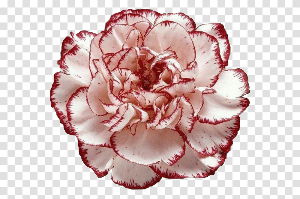 Carnation January Birth Flower, Plant, Blossom, Rose Transparent Png