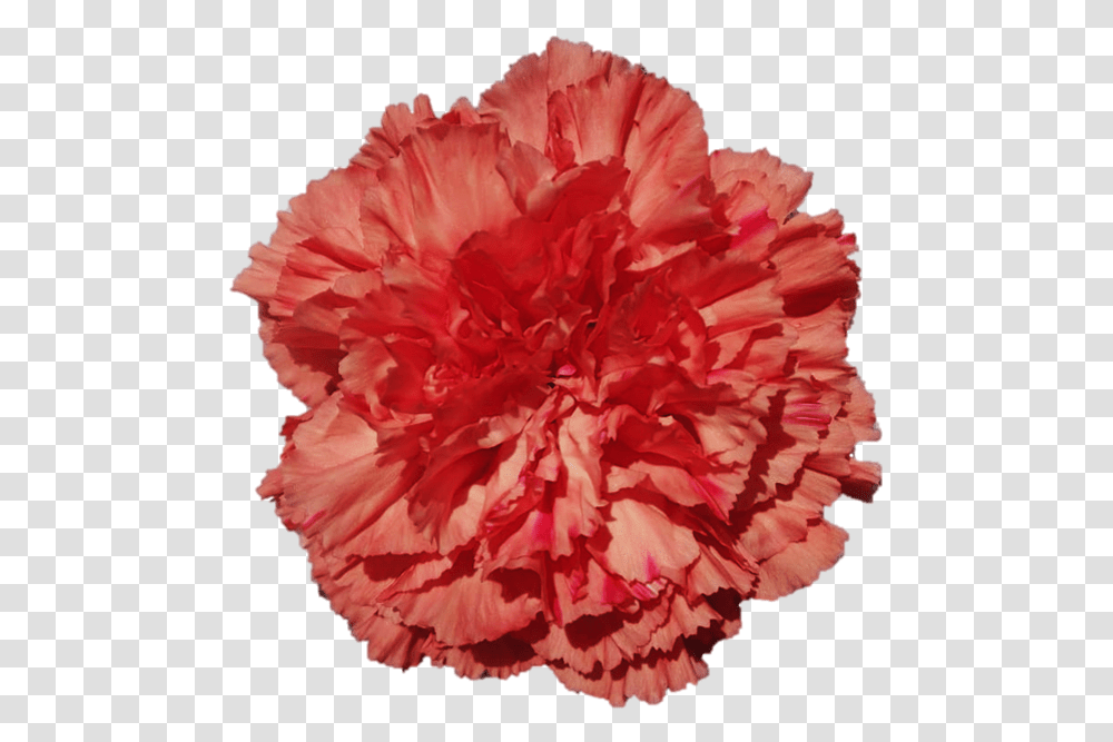 Carnation Lovely, Plant, Flower, Blossom, Rose Transparent Png