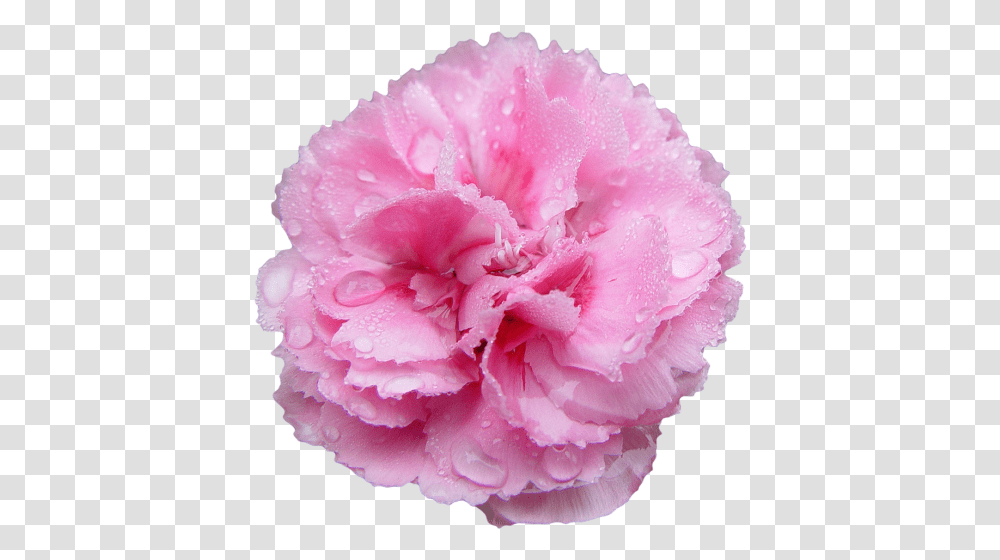 Carnation Pink Carnation, Plant, Flower, Blossom, Rose Transparent Png