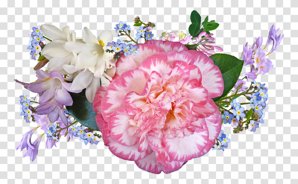 Carnation, Plant, Flower, Blossom, Flower Bouquet Transparent Png