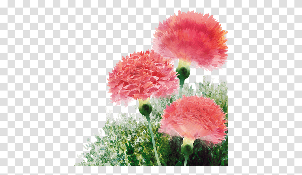 Carnation, Plant, Flower, Blossom, Honey Bee Transparent Png