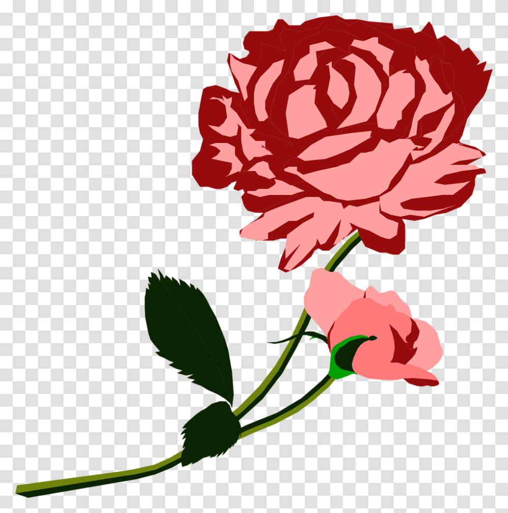 Carnation, Plant, Flower, Blossom, Peony Transparent Png