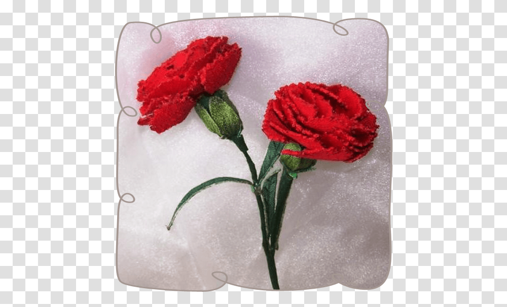 Carnation, Plant, Flower, Blossom, Petal Transparent Png
