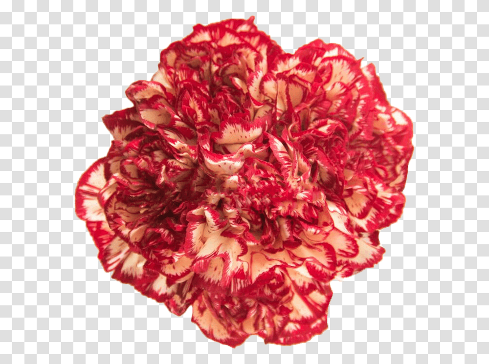 Carnation, Plant, Flower, Blossom, Rose Transparent Png