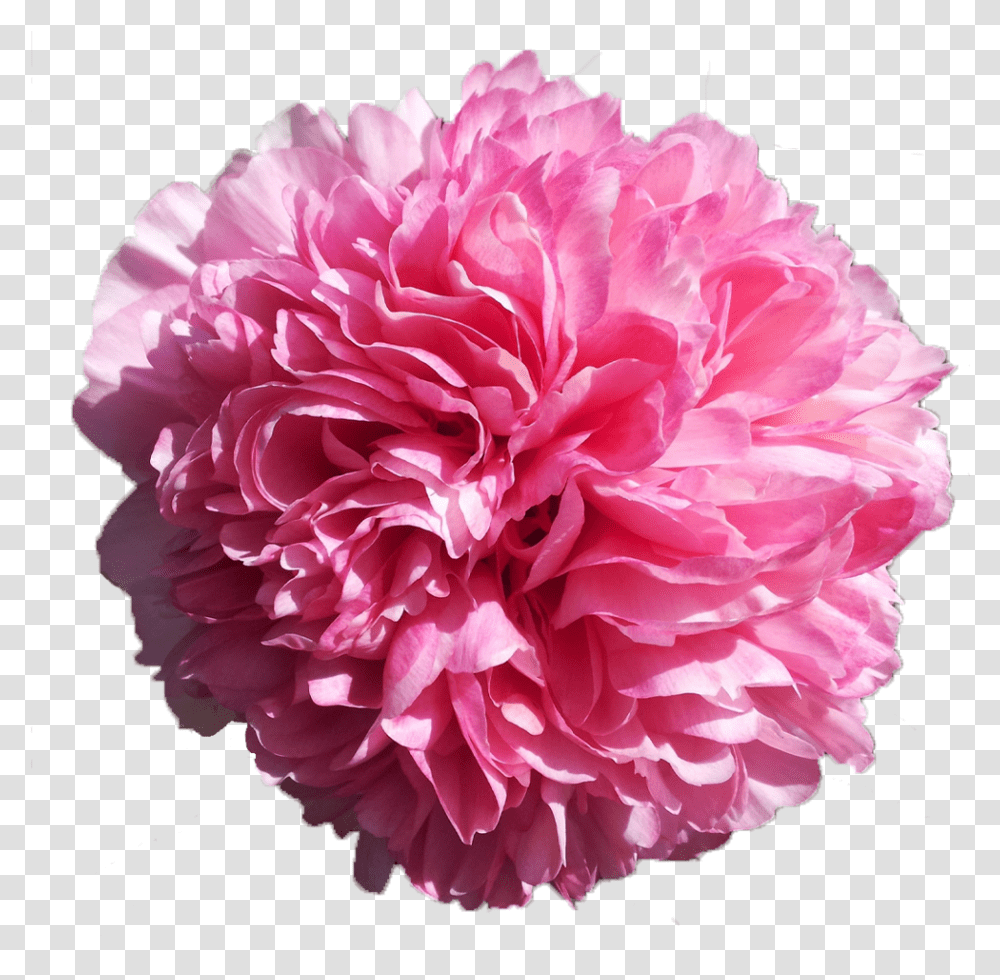 Carnation, Plant, Flower, Blossom, Rose Transparent Png