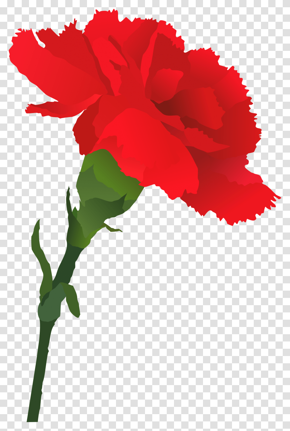 Carnation, Plant, Flower, Blossom, Rose Transparent Png