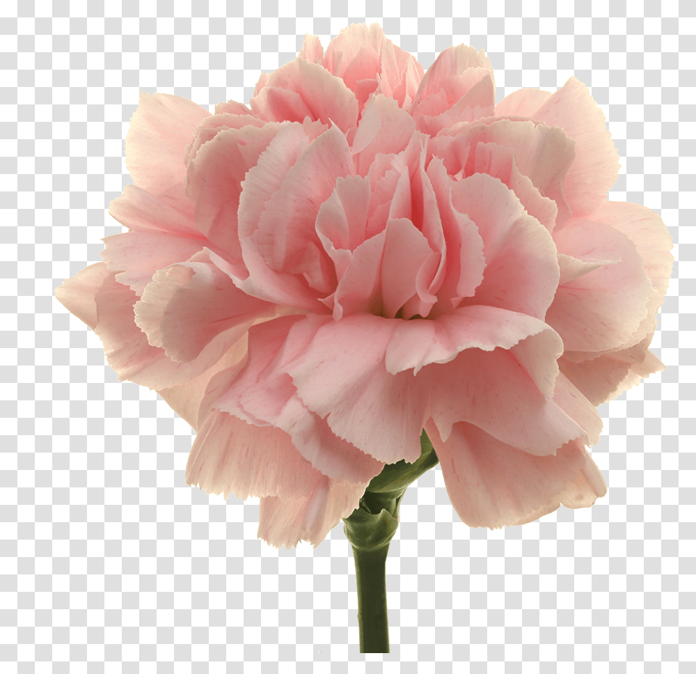 Carnation, Plant, Flower, Blossom, Rose Transparent Png