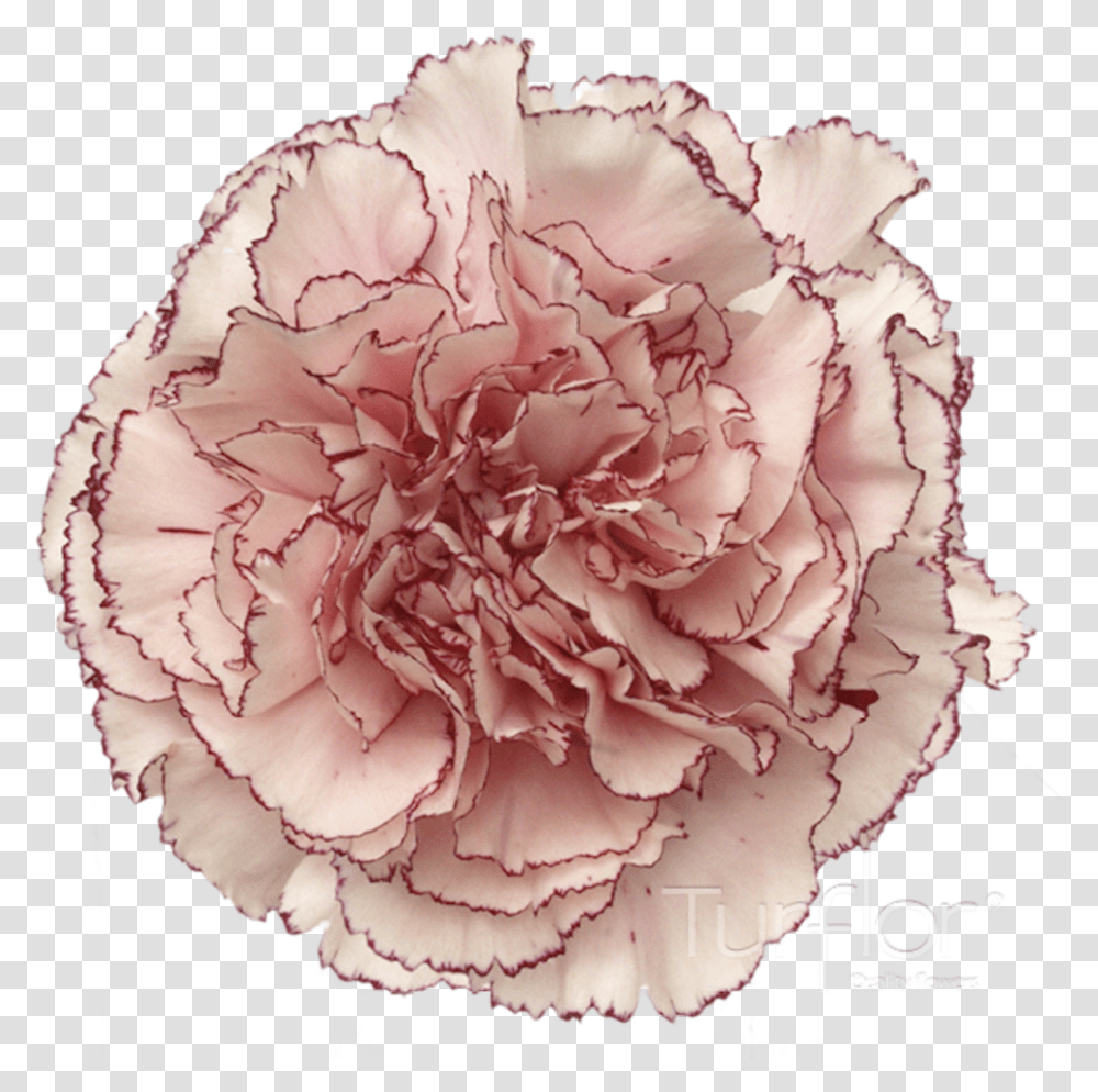 Carnation, Plant, Flower, Blossom, Rose Transparent Png