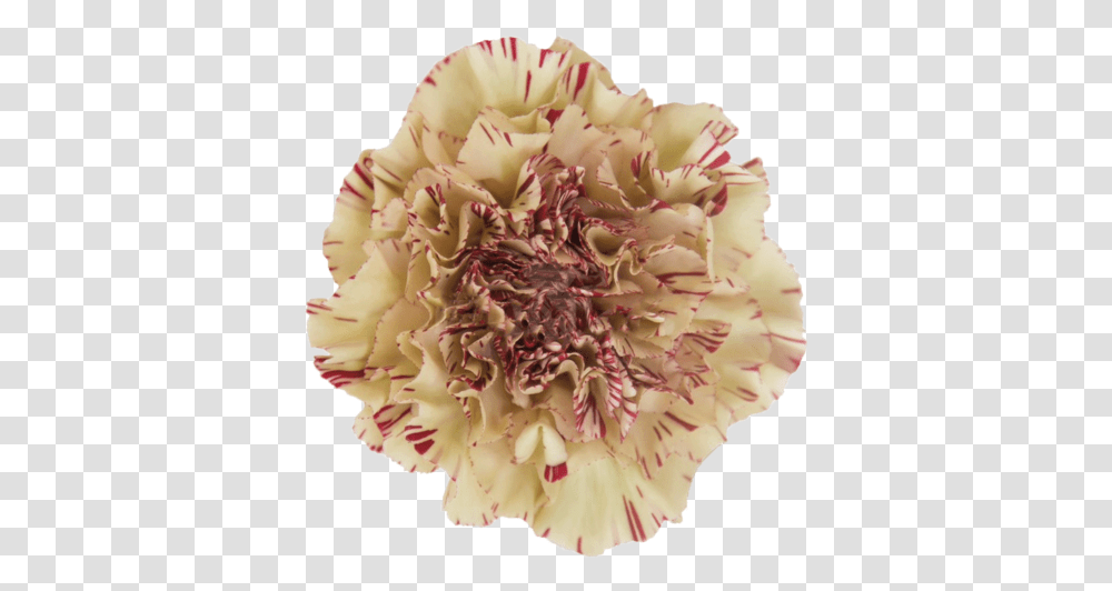 Carnation, Plant, Flower, Blossom, Rose Transparent Png