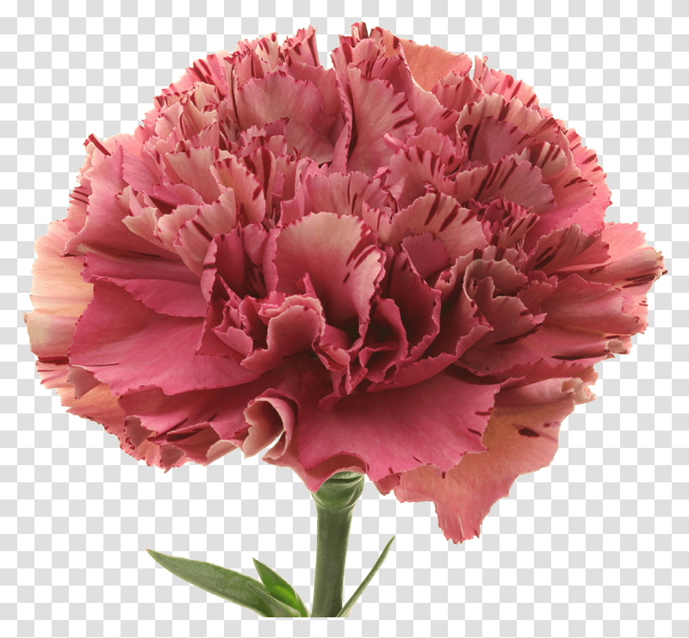 Carnation, Plant, Flower, Blossom, Rose Transparent Png
