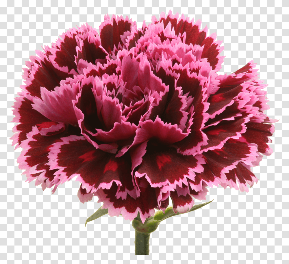 Carnation, Plant, Flower, Blossom Transparent Png