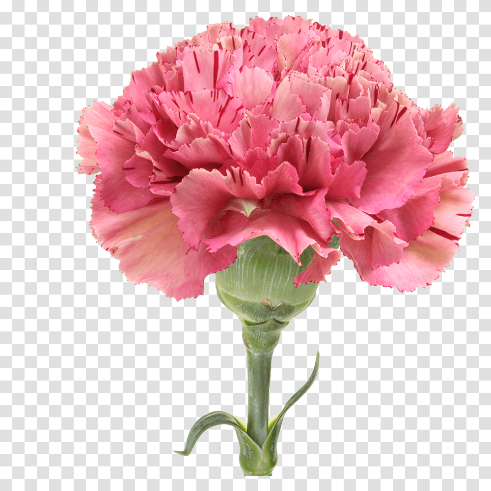 Carnation, Plant, Flower, Blossom Transparent Png