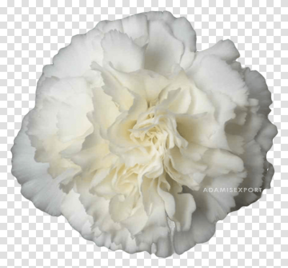 Carnation, Plant, Rose, Flower, Blossom Transparent Png