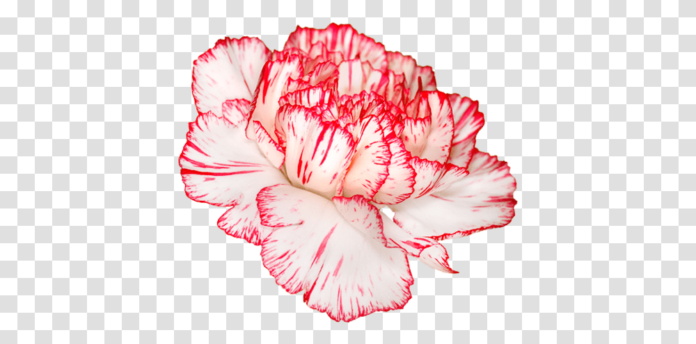 Carnation Red And White Flower, Plant, Blossom Transparent Png