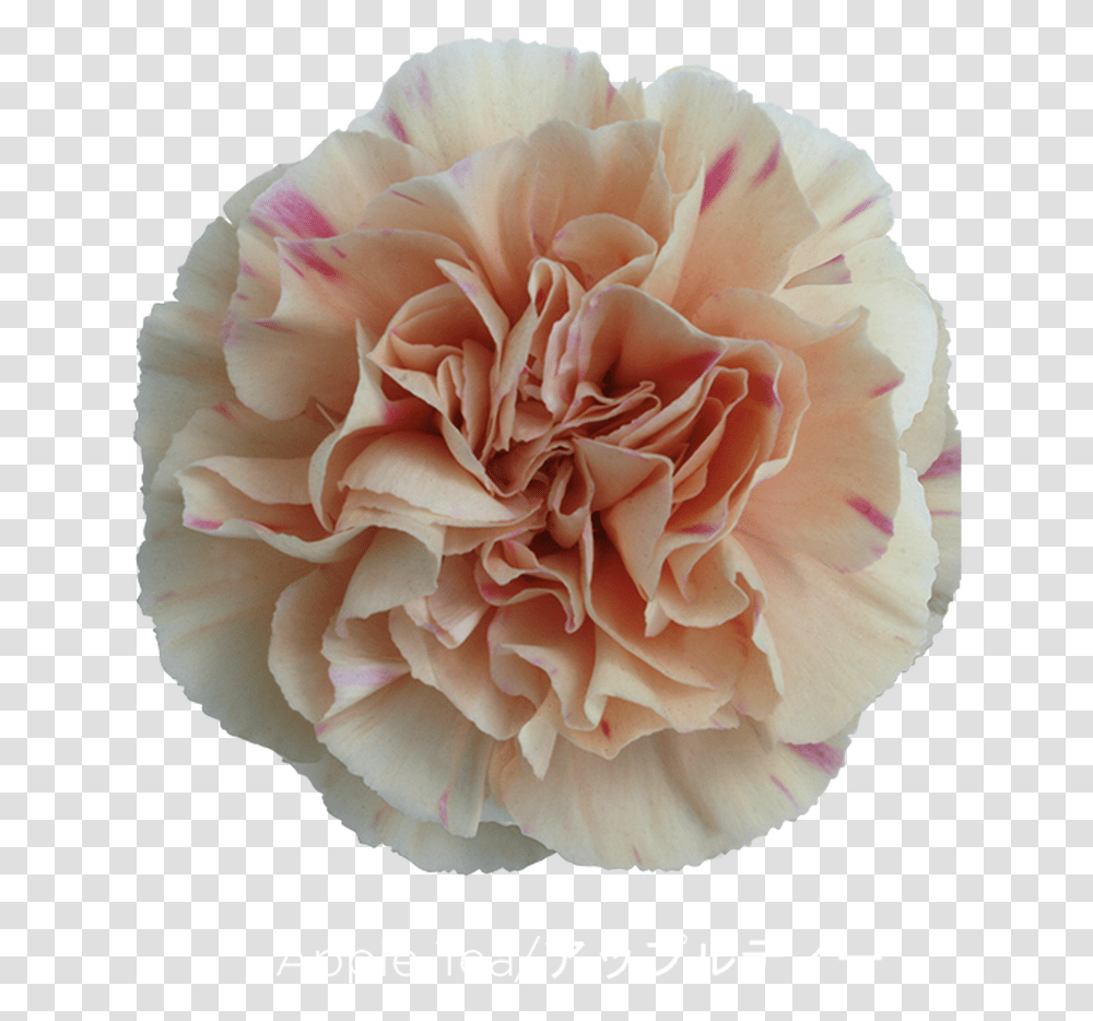 Carnation, Rose, Flower, Plant, Blossom Transparent Png